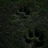 WOLF'S ACANITE.