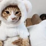 получено в рф