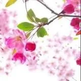 黑丝诱惑