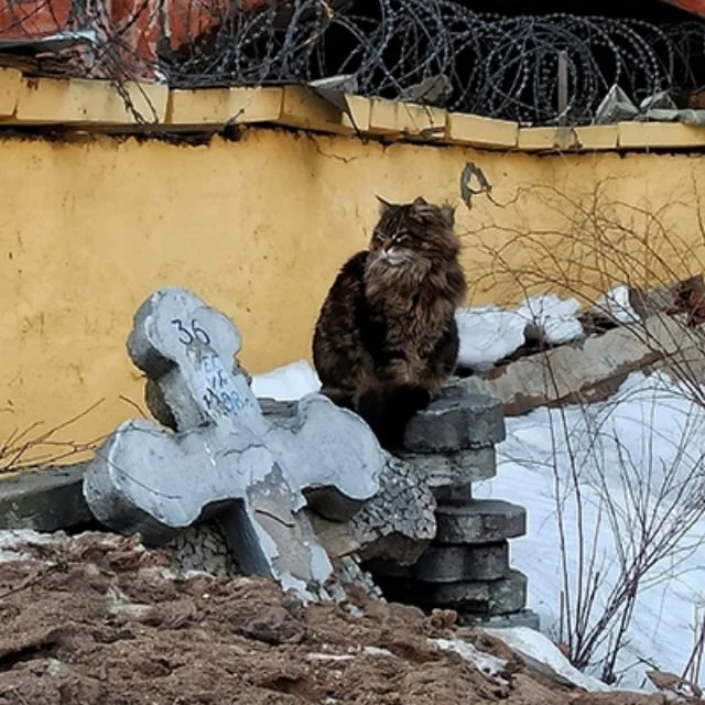 Кобоша думает