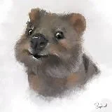 Переводы Квокки