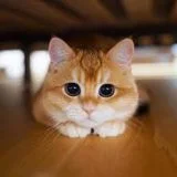 КОТЕЙКА