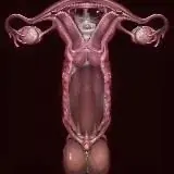 猎奇 性癖 重口 频道 【SEXlieqi】 — Для Взрослых Telegram