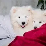 Крошки в постели — Для Взрослых Telegram