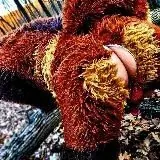 дупло Белки — Réservé aux adultes Telegram