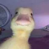 Al Maximo 21+ — Для Взрослых Telegram