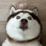 ASMR|耳骚|颅内高潮|娇喘 — Для Взрослых Telegram