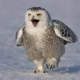 ( резерв) Манхвы от Ночного Филина — Для Взрослых Telegram