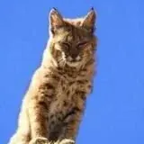 Санечка Ъысь — Réservé aux adultes Telegram