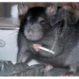 Крысоловка FULL — Réservé aux adultes Telegram