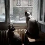 Мой анал с котами — Для Взрослых Telegram