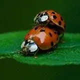 Багиня.орг форум - сообщество насикомых @Boginya_org, экс ФСН — Для Взрослых Telegram