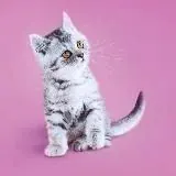 Мурстрим кружочки стримы — Réservé aux adultes Telegram