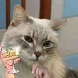 куда вы это суёте? — Réservé aux adultes Telegram