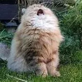 Творожные депресарики — Réservé aux adultes Telegram