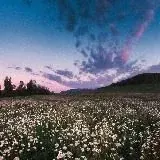 Vi__0la — Для Взрослых Telegram