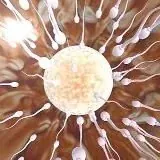 ЯЙЦЕКЛЕТКА ФУЛЛ — Для Взрослых Telegram