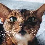 Касатка матерится — Для Взрослых Telegram