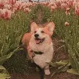 Хвостики — Для Взрослых Telegram