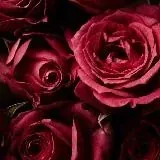 Elly Videoliste — Для Взрослых Telegram