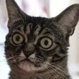 Йоу — Для Взрослых Telegram