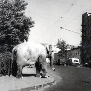 Весь такой Мещанский — Новости и СМИ Telegram