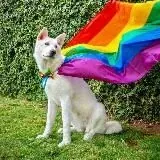 Лошадиное торнадо — Для Взрослых Telegram