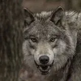 Bordobereofficial — Для Взрослых Telegram