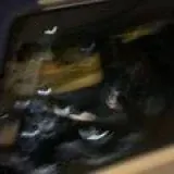 INTERPOL — Réservé aux adultes Telegram