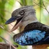 Ставропольская кукабара — Для Взрослых Telegram