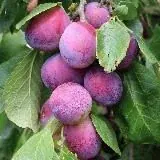 Слив Галицкого — Для Взрослых Telegram