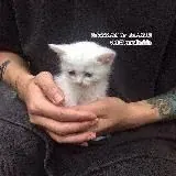 ::홿홰횂횂홸홾홽 홾홵 횂홰홳홸횂홼:: — Для Взрослых Telegram