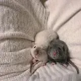 проливной дождь. — Для Взрослых Telegram