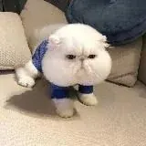 НИЧО — Для Взрослых Telegram