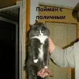 Пойман с поличным — Для Взрослых Telegram