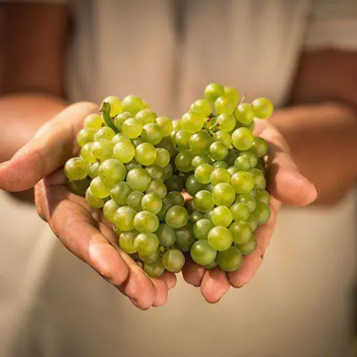 Веселый организатор винных путешествий🍷 — Для Взрослых Telegram