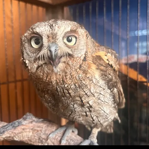 Сочинский географ — Развитие, Обучение Telegram