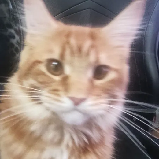 Delta — Для Взрослых Telegram