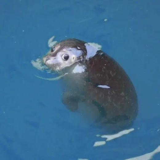 Galfri 💬 — Для Взрослых Telegram