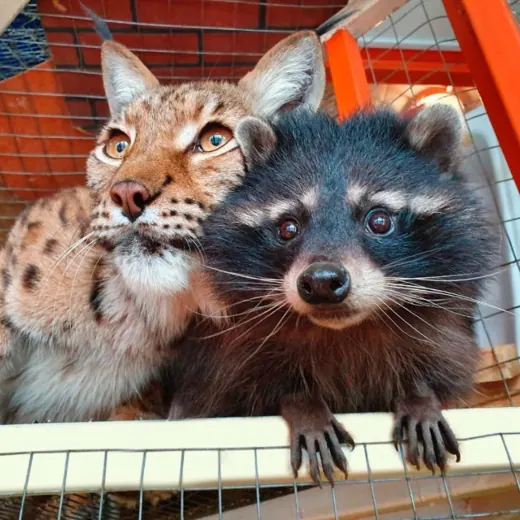 Сибирский Зоопарк — Новости и СМИ Telegram