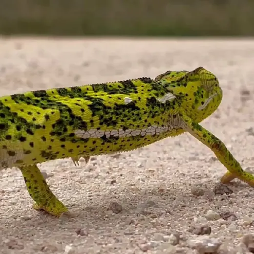 Кейптауниан, ЮАР 🇿🇦 — Noticias y medios Telegram