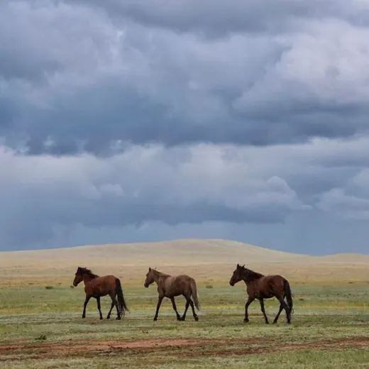 Петроглифы — Для Взрослых Telegram