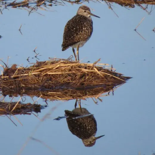 Латвийская кочка🇱🇻 — Новости и СМИ Telegram