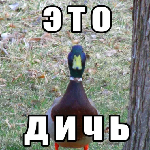 Дичь 18+ — Для Взрослых Telegram