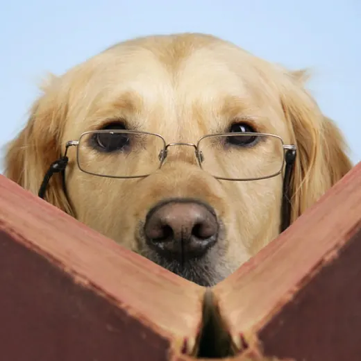 Information Retriever — Развитие, Обучение Telegram