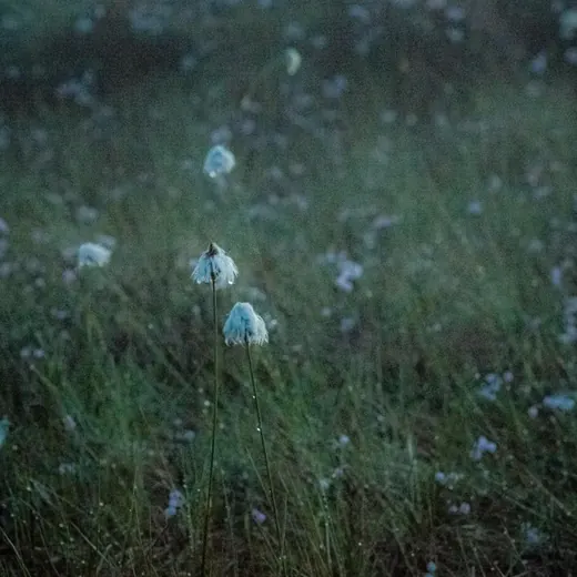 поле не пахано 🌾 — Развитие, Обучение Telegram
