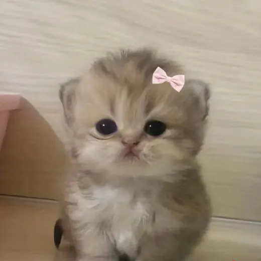 Subantrop 18+ — Для Взрослых Telegram