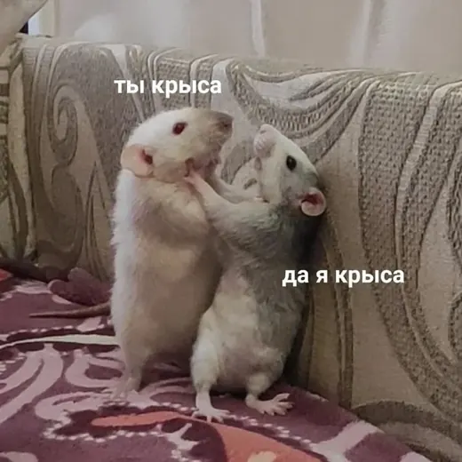 крысиная дыра — Для Взрослых Telegram