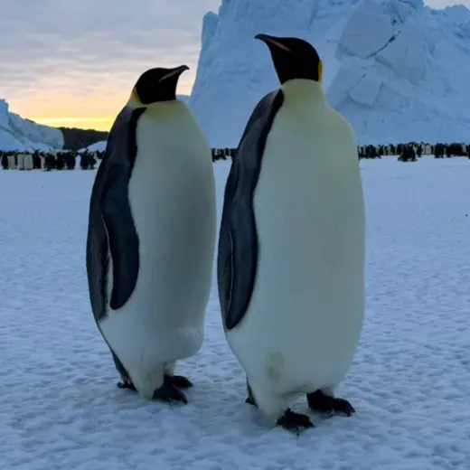 Life in Antarctica — Новости и СМИ Telegram