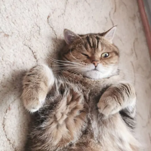 Коты и кошка Крамника — Новости и СМИ Telegram